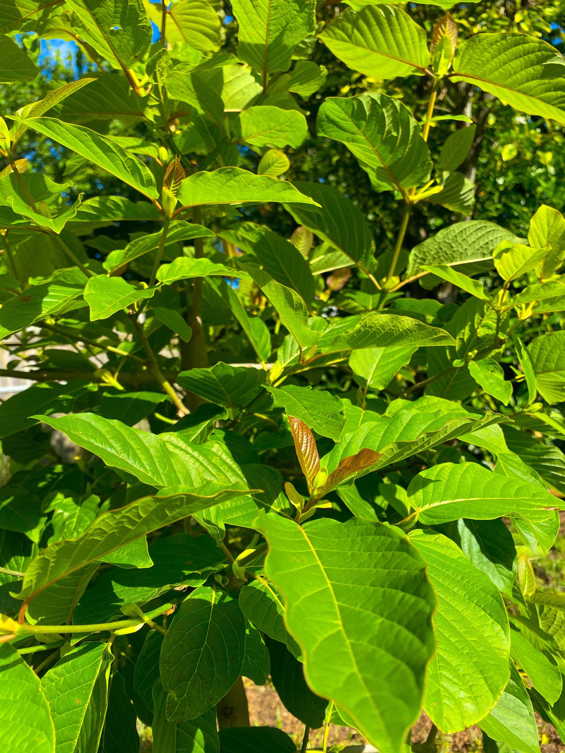 Vietnam – Bumblebee