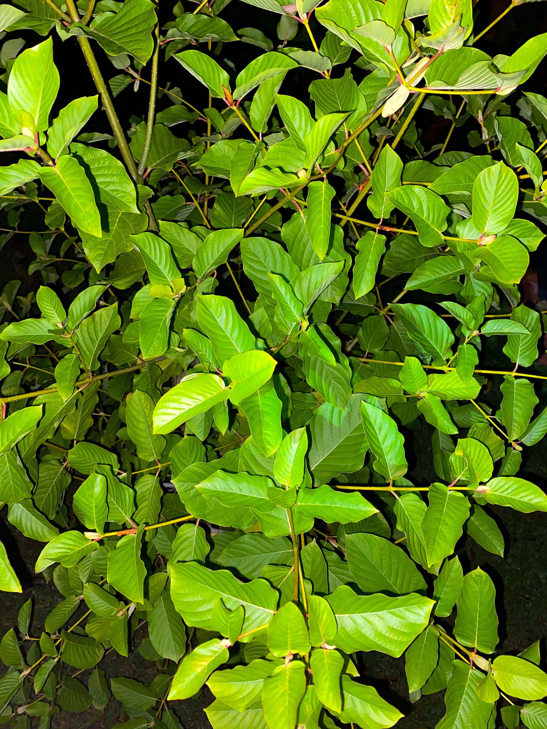 Vietnam – Bumblebee - Image 3