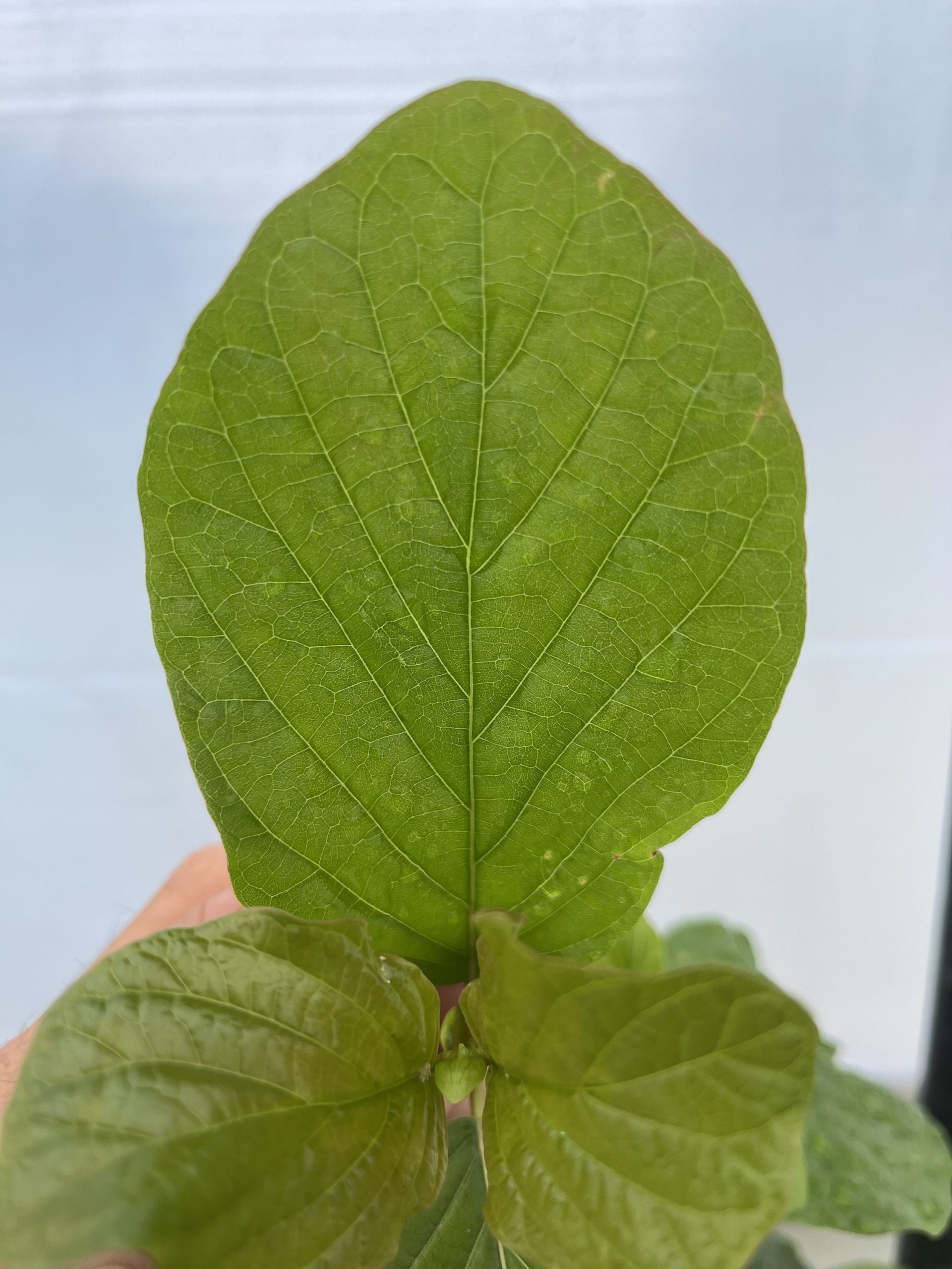 Mitragyna javanica - Image 6
