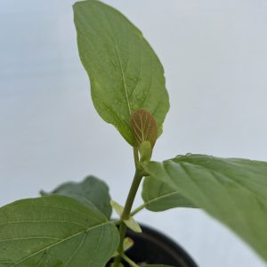 Mitragyna javanica