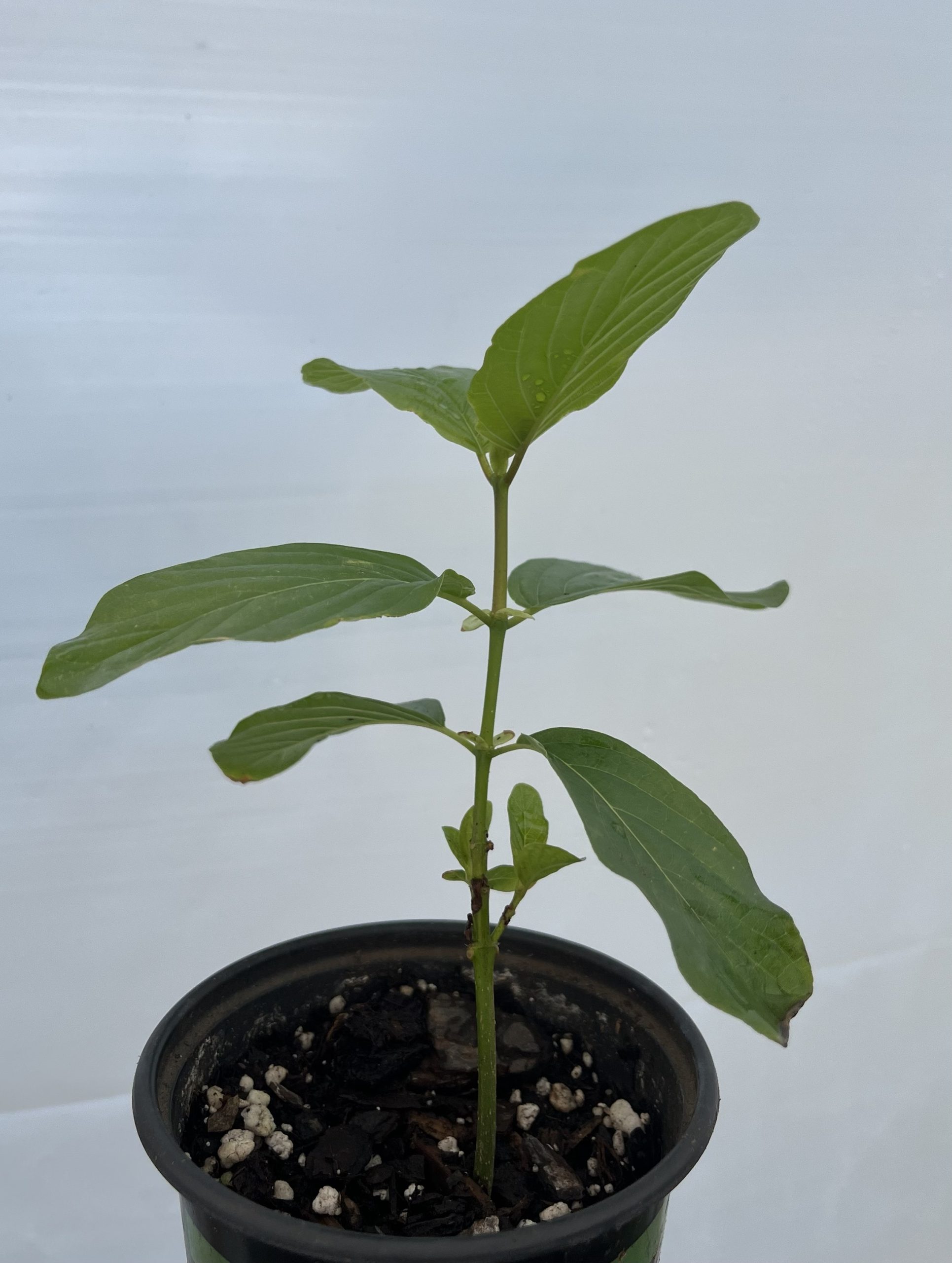 Mitragyna javanica - Image 4