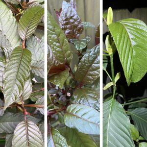 TCB Exclusive Bundle (3-plant package)