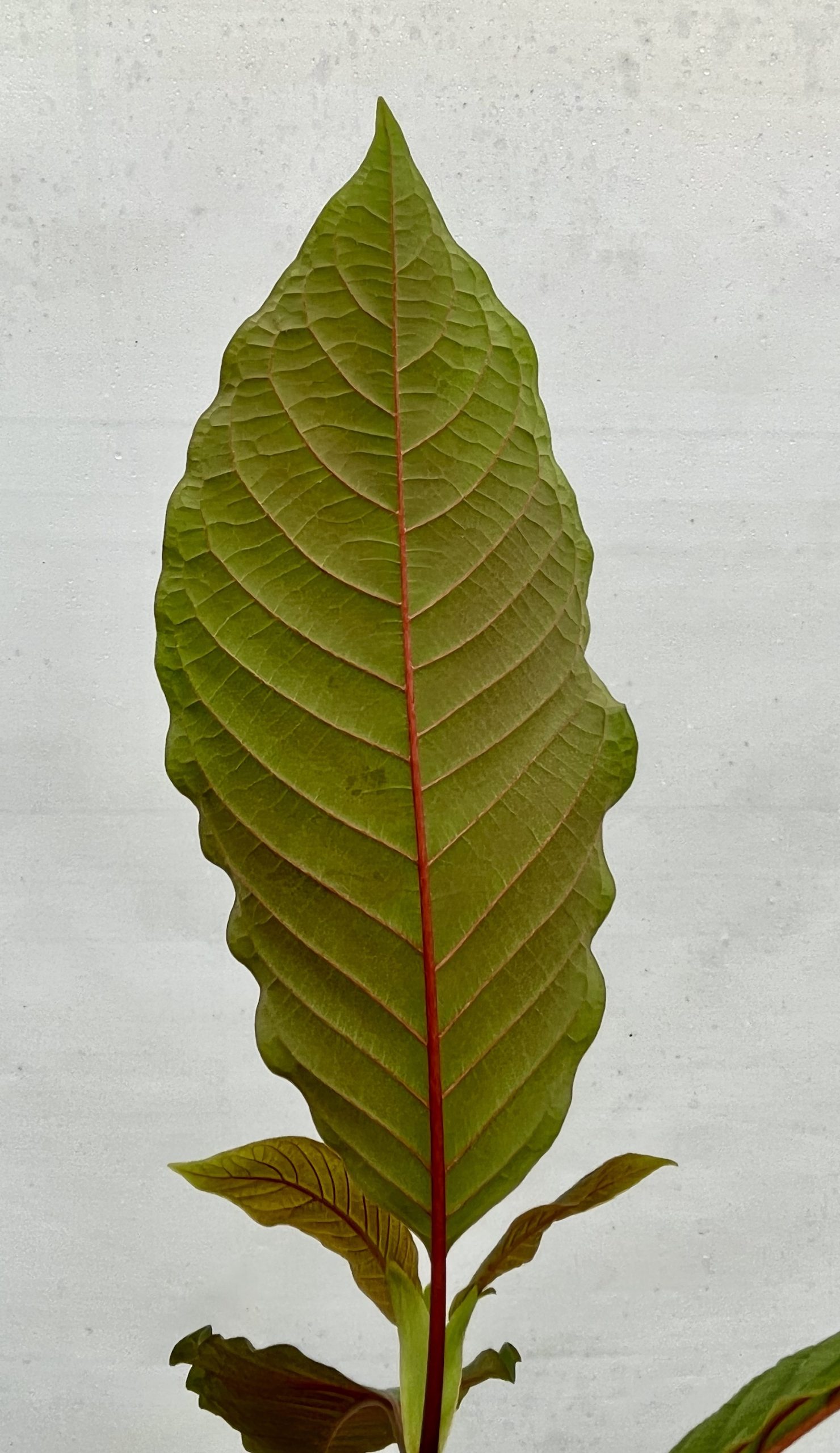 Sumatra – Aceh - Image 4