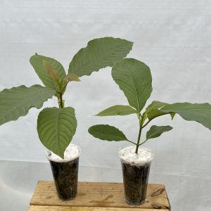 Sumatra & Hulu Kapuas (2-Plant Package)