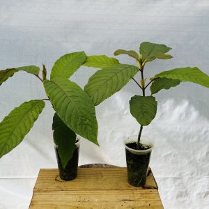 Mempawah & Sumatra (2-Plant Package)