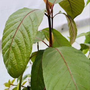 Borneo-Mempawah