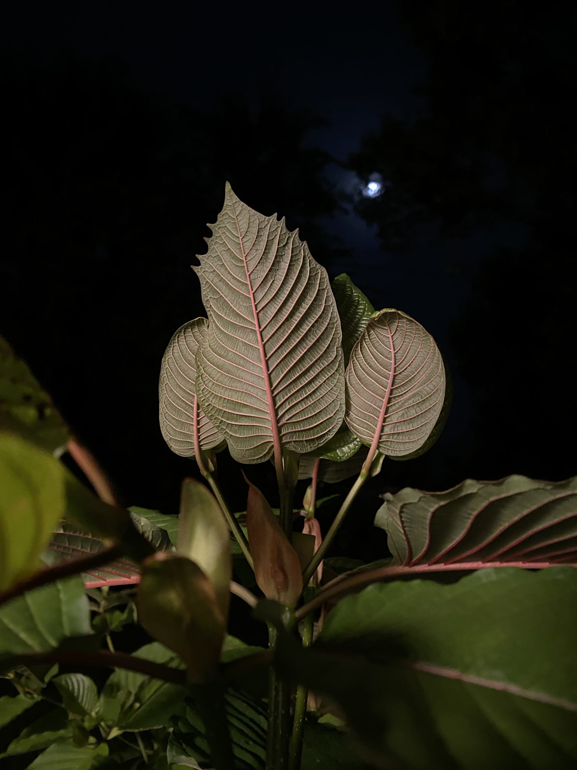 Horned Borneo - Image 4