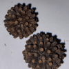 Sumatra Kratom Seeds