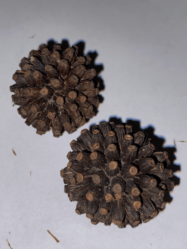 Sumatra Kratom Seeds